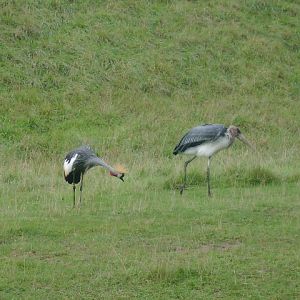 African Crowned Crane and Marabou Stork