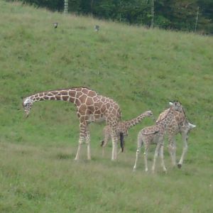 Reticulated Giraffe