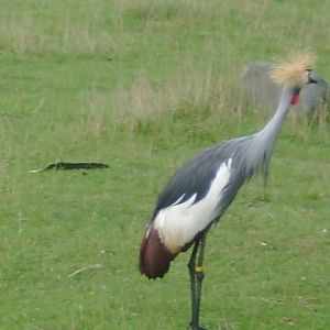 African Crowned Crane