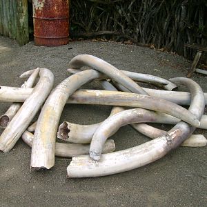 Poachers got more elephants!