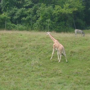 Reticulated Giraffe