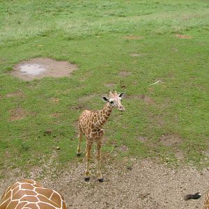 Reticulated Giraffe
