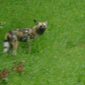 African Wild Dog