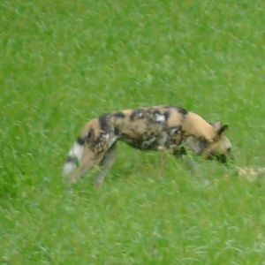 African Wild Dog