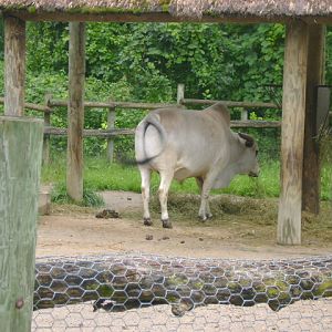Zebu