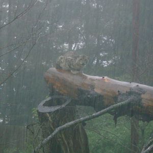 Snow Leopard during a major thunderstorm