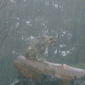 Snow Leopard during a major thunderstorm