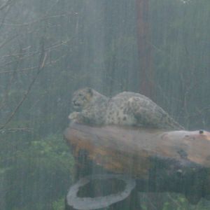 Snow Leopard during a major thunderstorm
