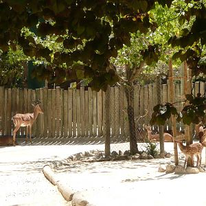 Black-faced impala with deer