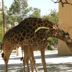 Angolan giraffe