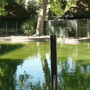 Nile crocodile enclosure