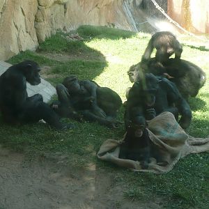 Chimpanzees