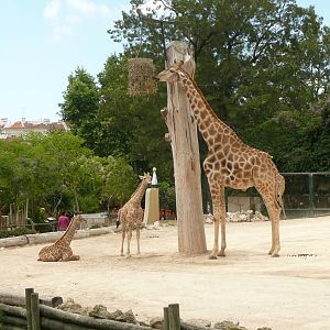 Angolan giraffe