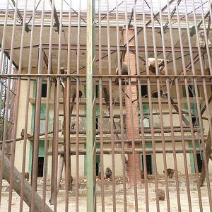 Baboon cage