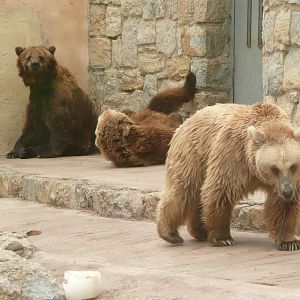 Brown bears