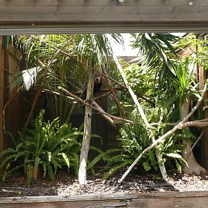 White-faced saki exhibit