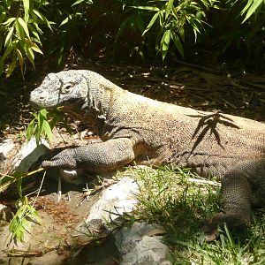 Komodo dragon