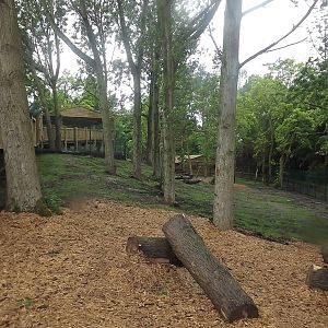 Iberian Wolf exhibit at Blackpool Zoo 16/06/12