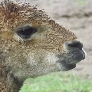Soggy looking Vicuna at Blackpool Zoo 16/06/12