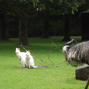 Emu and Bennett's Wallabies at Blackpool Zoo 16/06/12