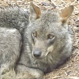 Iberian Wolf at Blackpool Zoo 16/06/12
