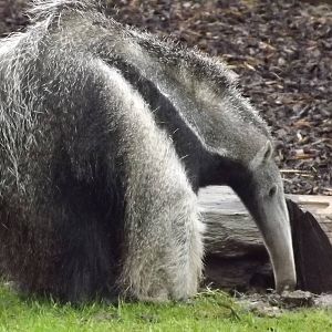 Giant Anteater at Blackpool Zoo 16/06/12