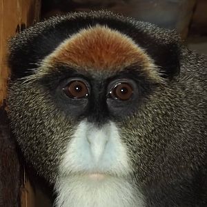 De Brazza's Monkey at Blackpool Zoo 16/06/12