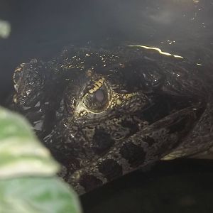 Yacare Caiman at Blackpool Zoo 16/06/12