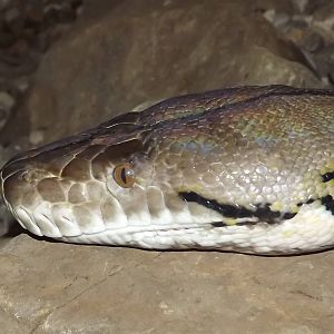 Reticulated Python at Blackpool Zoo 16/06/12