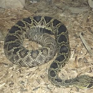 Eastern Diamondback Rattlesnake at Blackpool Zoo 16/06/12