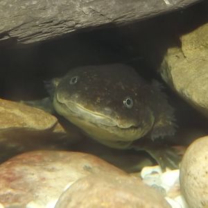 Axolotl at Blackpool Zoo 16/06/12