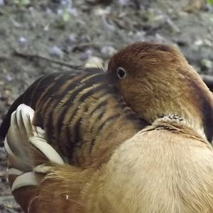 Fulvous Whilsting Duck at Blackpool Zoo 16/06/12