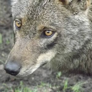 Iberian Wolf at Blackpool Zoo 16/06/12