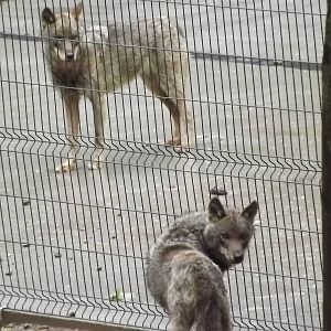 Iberian Wolves at Blackpool Zoo 16/06/12