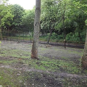Iberian Wolf exhibit at Blackpool Zoo 16/06/12