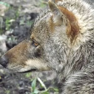 Iberian Wolf at Blackpool Zoo 16/06/12