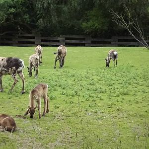 Reindeer herd at Blackpool Zoo 16/06/12