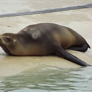 Californian Sea Lion at Blackpool Zoo 16/06/12