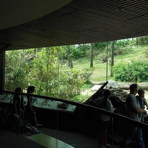 Bronx Zoo- Congo Gorilla Forest- Part 1 of Gorilla Viewing Gallery