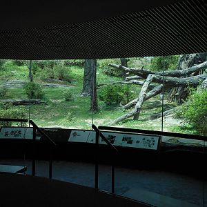 Bronx Zoo- Congo Gorilla Forest- Part 2 of Gorilla Viewing Gallery