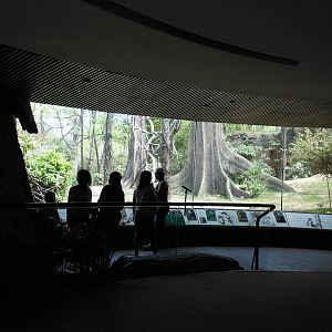 Bronx Zoo- Congo Gorilla Forest- Part 3 of Gorilla Viewing Gallery