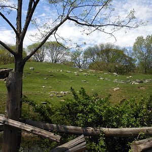 Bronx Zoo- Baboon Reserve- Part 2 of Baboon Reserve Panorama