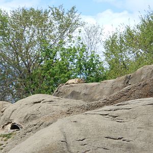 Bronx Zoo- Baboon Reserve- Hyrax Resting on Rocks