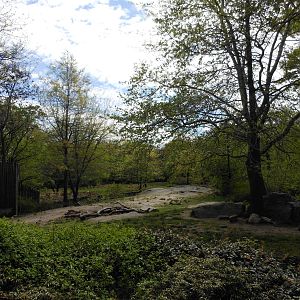 Bronx Zoo- African Plains- Lion Exhibit