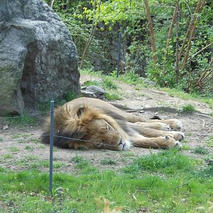 Bronx Zoo- African Plains- Male Lion Resting
