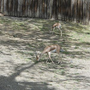 Bronx Zoo- African Plains- Slender-horned (Rhim) Gazelles Grazing
