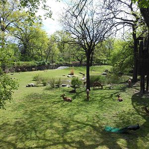 Bronx Zoo- African Plains- N'yala Exhibit (Springtime)
