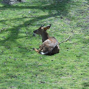 Bronx Zoo- African Plains- Young Male N'yala