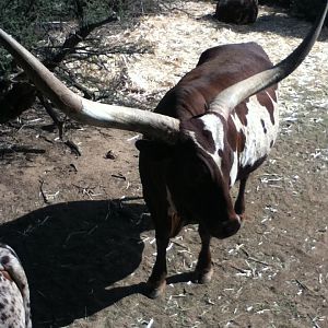 Watusi Cattle