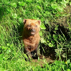 Bush dog